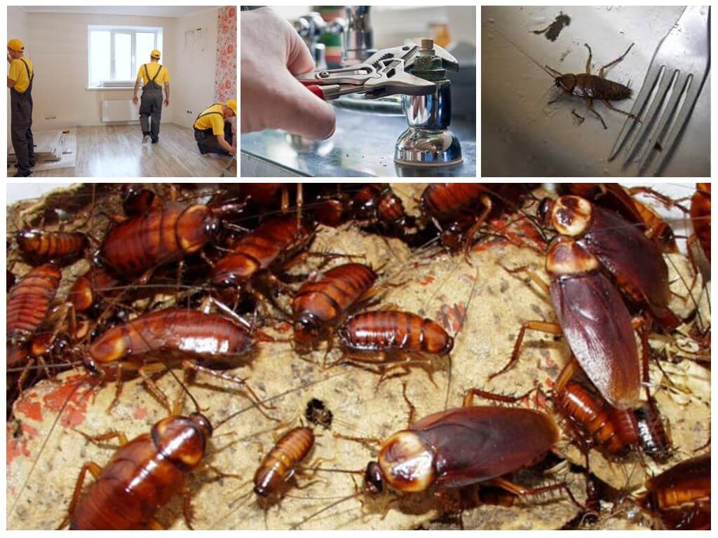 Как бороться с тараканами в общежитии: чем лучше травить