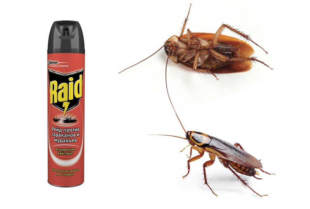 Чего боятся тараканы в квартире больше всего – все лучшие народные методы
