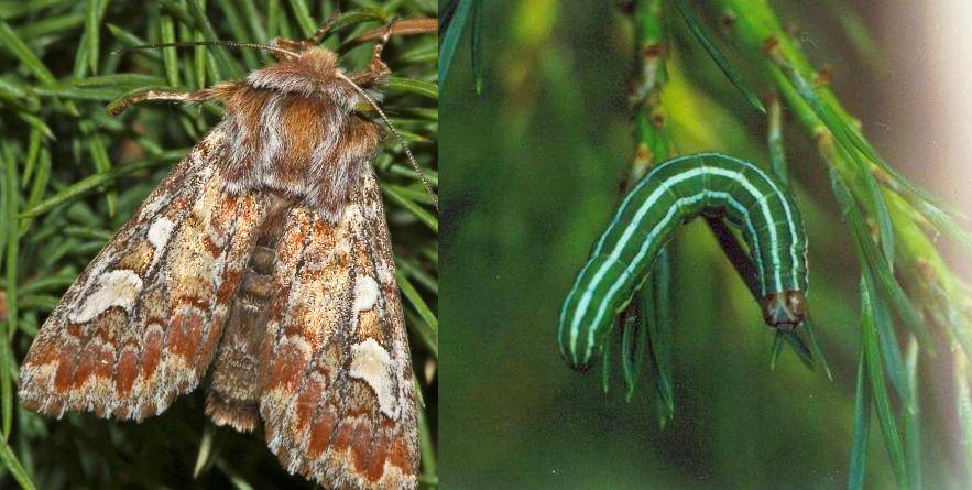 Бабочка пяденица: крыжовниковая, зимняя, обдирало, описание внешнего вида с фото русский фермер