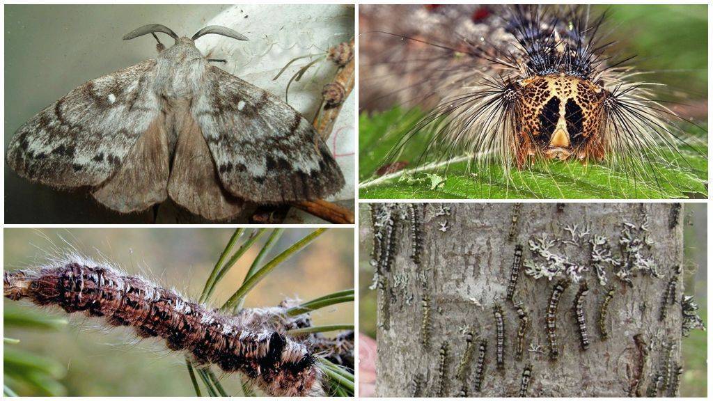Кольчатый шелкопряд: как коричневая бабочка вредит саду и способы борьбы с ней