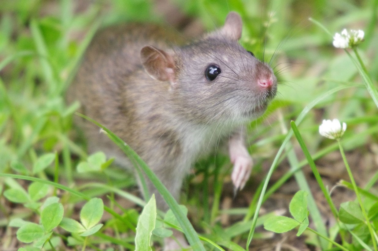 Виды и породы декоративных домашних крыс
