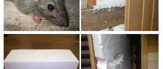Какой утеплитель не едят мыши: как защитить пенопласт и пенополистирол