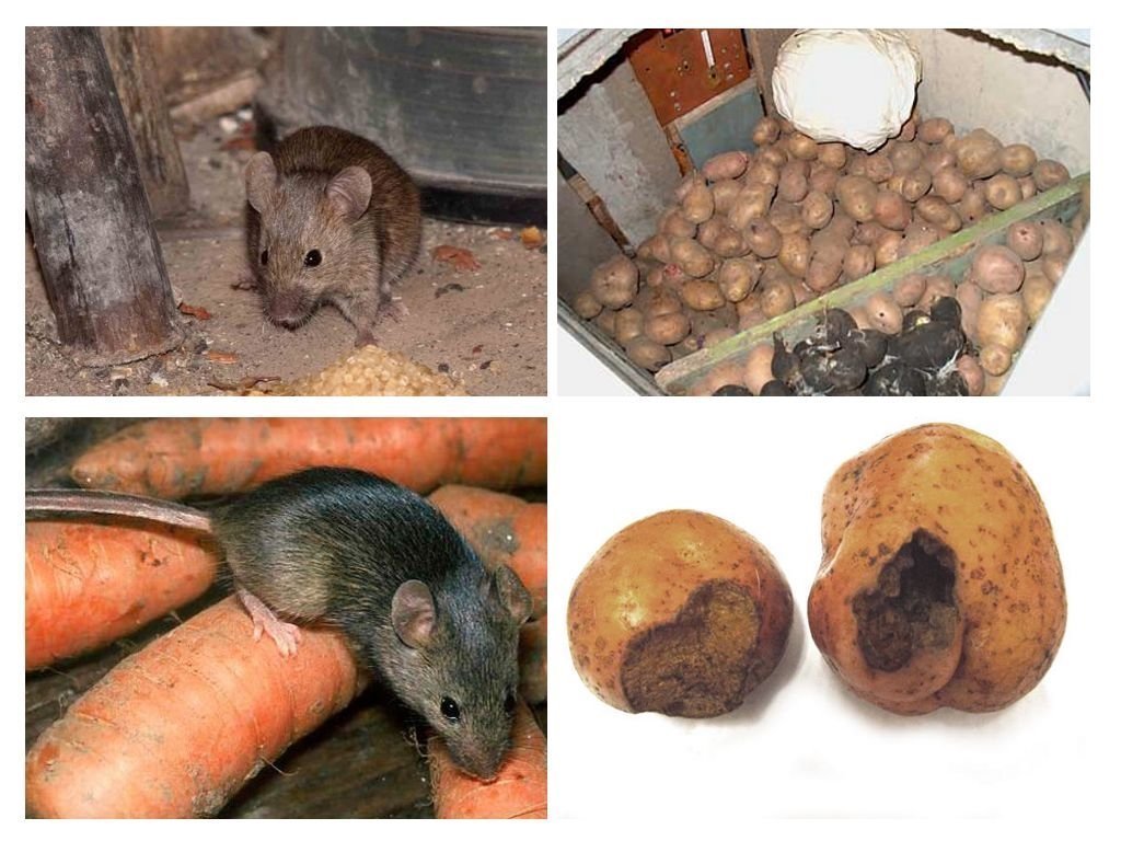 Как избавиться от мышей и крыс в частном доме народными средствами