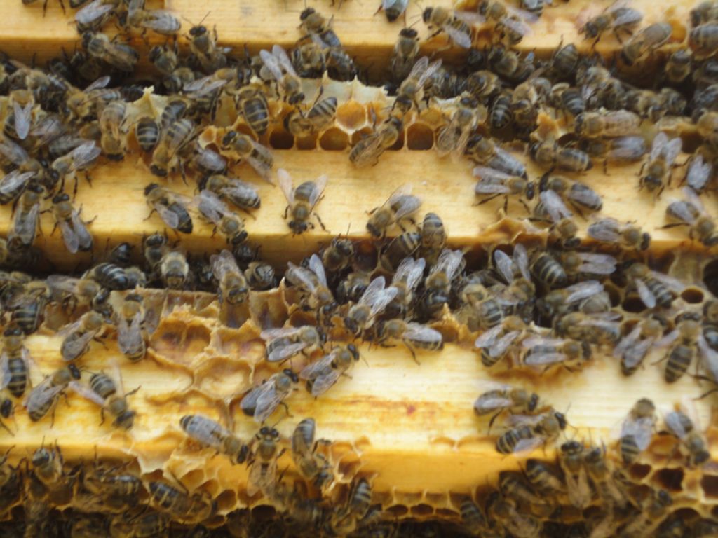 О черной пчеле:виды, породы и отличительные признаки, большие пчелы с черным брюшком в улье, описание и особенности