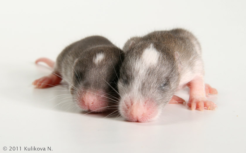 Декоративные крысы: содержание домашних видов и советы по уходу за ними (145 фото и видео)