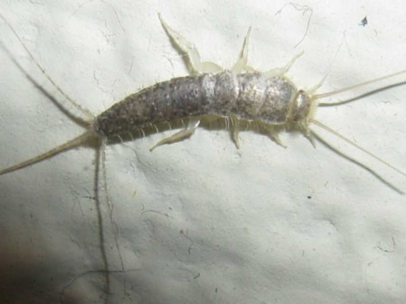 Что делать, если в ванной завелись маленькие белые насекомые?