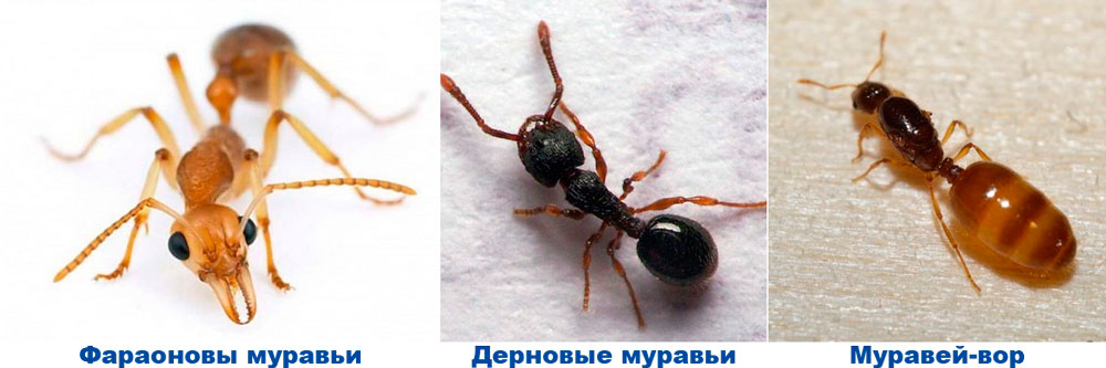 Как устроен муравейник: внутреннее строение, жизнь и взаимодействие муравьев