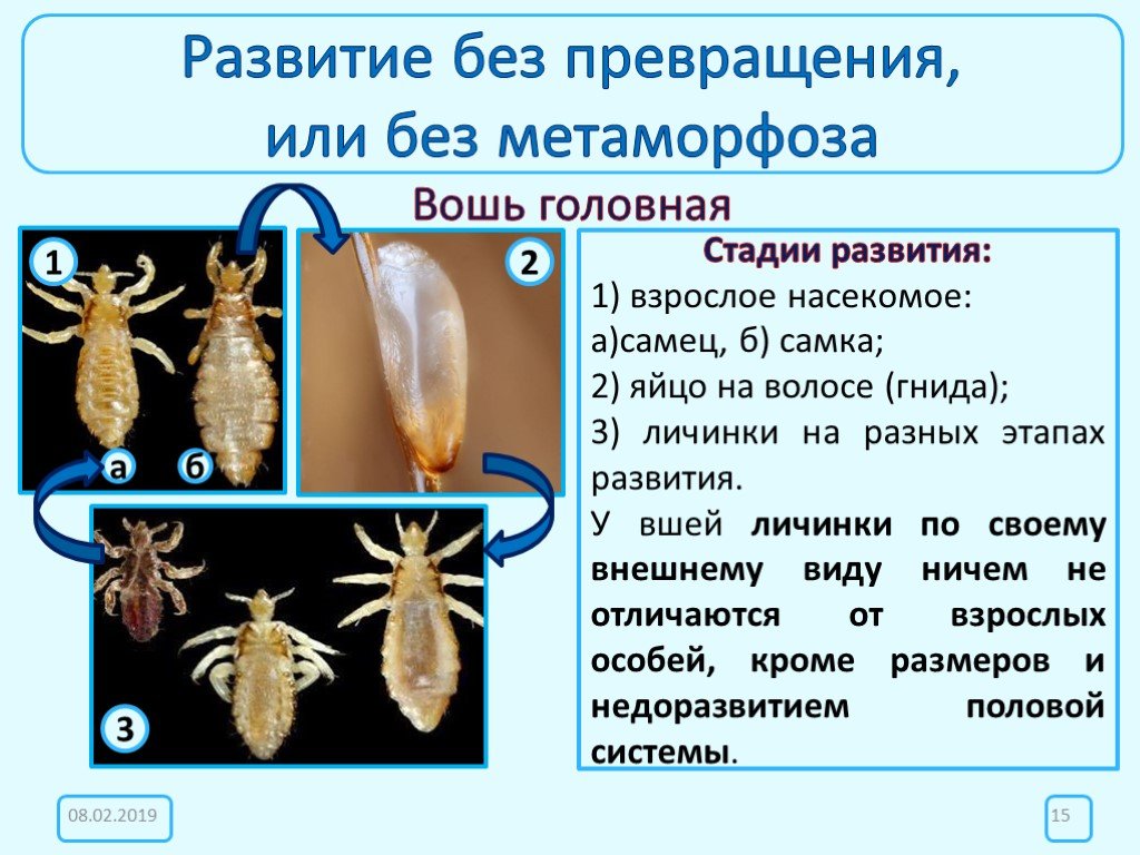 Жизнь комнатной мухи muscae domesticae — насекомые вредители