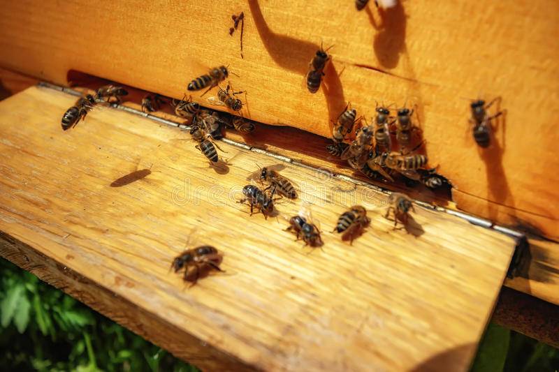 Что делать если муравьи поселились в улье и как от них избавиться на пасеке