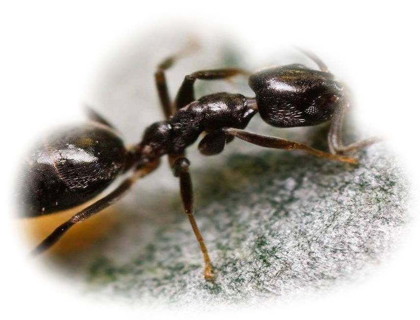 Сонник муравьи много. Муравьи во сне. Муравьи черные приснились. Сонный муравей.