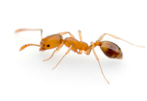Сколько ног у муравья: основные признаки насекомого