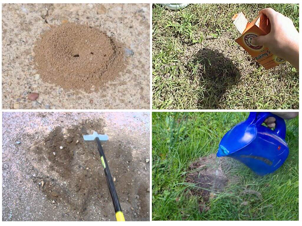Как избавиться от муравьев в огороде навсегда: самые эффективные способы и средства борьбы