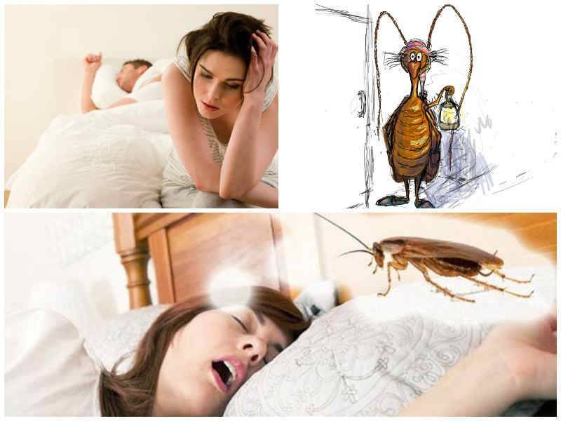 К чему снятся тараканы во сне для женщины
