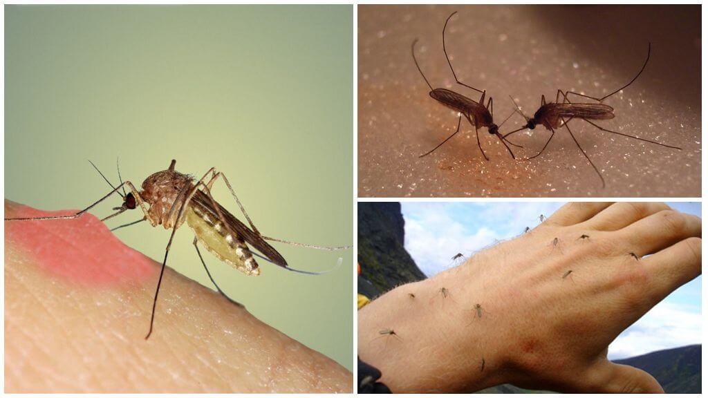 Зачем в природе нужны комары, какую пользу они приносят