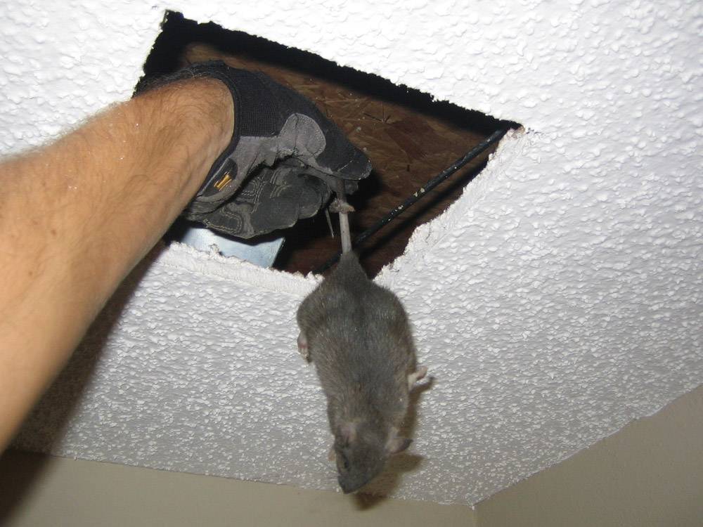 Как бороться с крысами в квартире