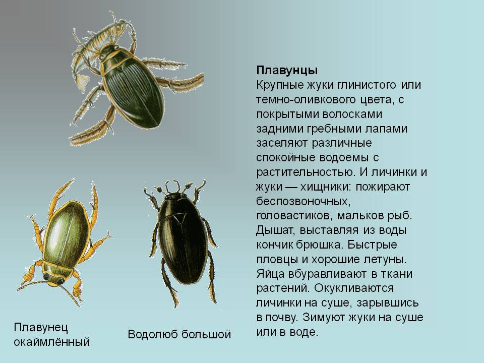 Плавунец окаймленный — активный хищный жук