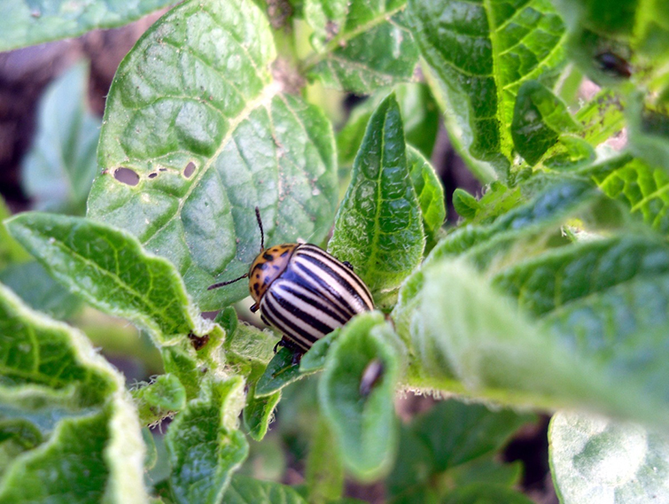 Как избавиться от колорадского жука: борьба народными средствами, лучшие препараты