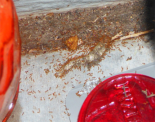 Как выглядит матка домашних муравьев маленьких в квартире фото