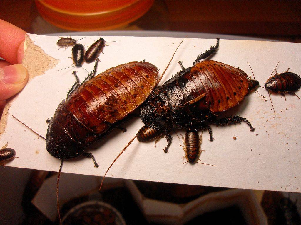 Как выглядят маленькие тараканы и чем они отличаются от обычных?
