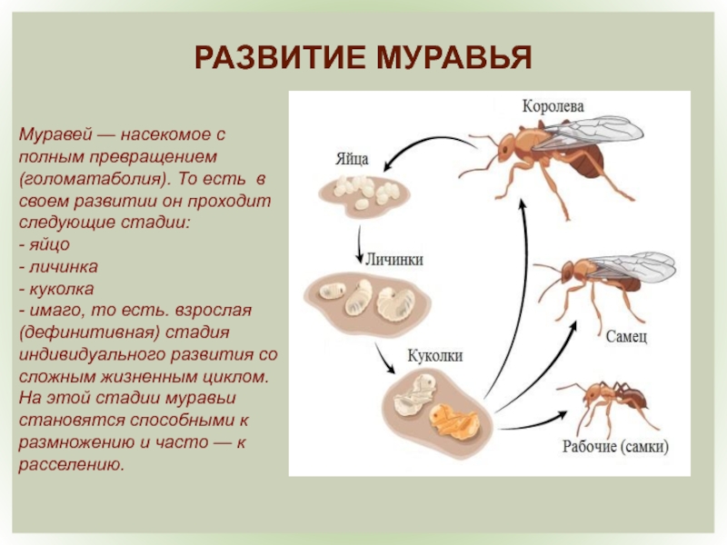 Стадии насекомых. Жизненный цикл муравья. Стадия развития муравья яйцо личинка. Цикл развития личинки муравья. Стадии развития личинки муравья.