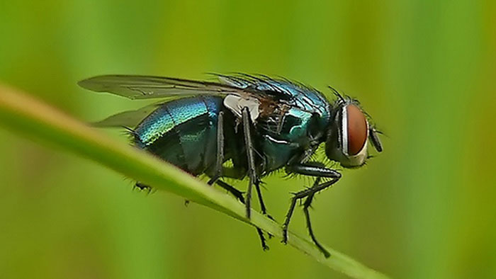 Синяя муха: фото и описание