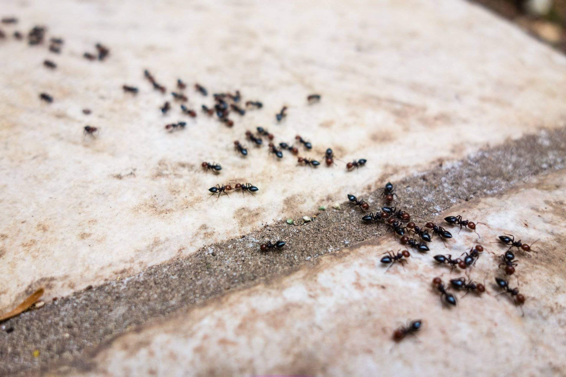 Как избавиться от мелких муравьев в квартире?