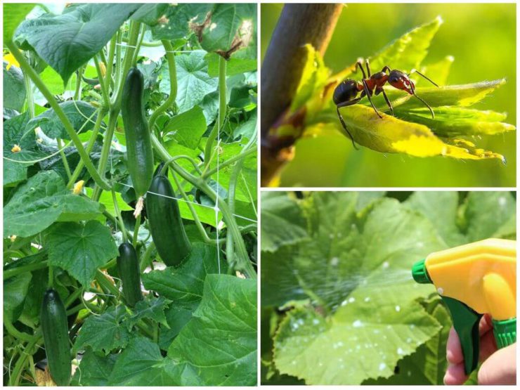 Вредная тля: как навсегда избавиться от насекомого на садовом участке?