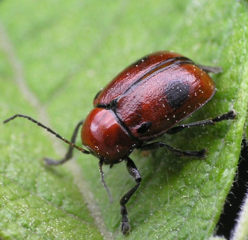 Гречишный листоед: особенности развития и интересные факты о насекомых