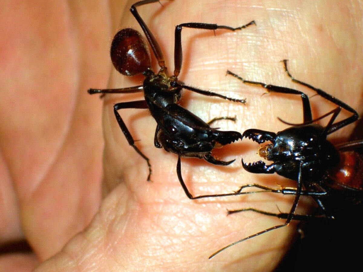 Огненные красные муравьи – фото и описание