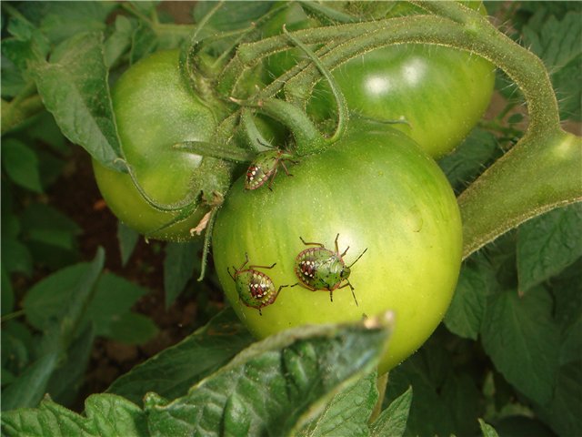 Клопы на помидорах как бороться: описание и виды, способы борьбы