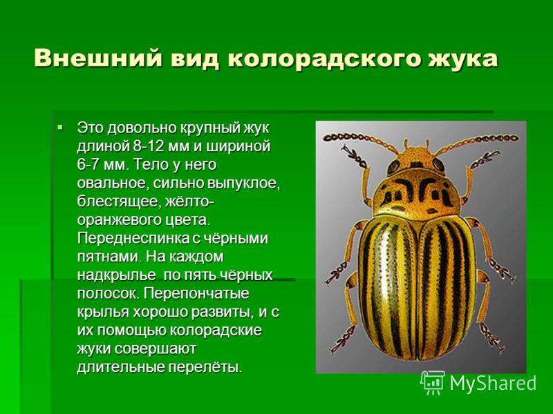 Колорадский жук: какой вред наносит насекомое из семейства жуков-листоедов