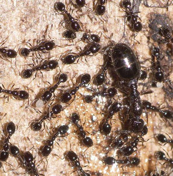 Народные средства для борьбы с муравьями