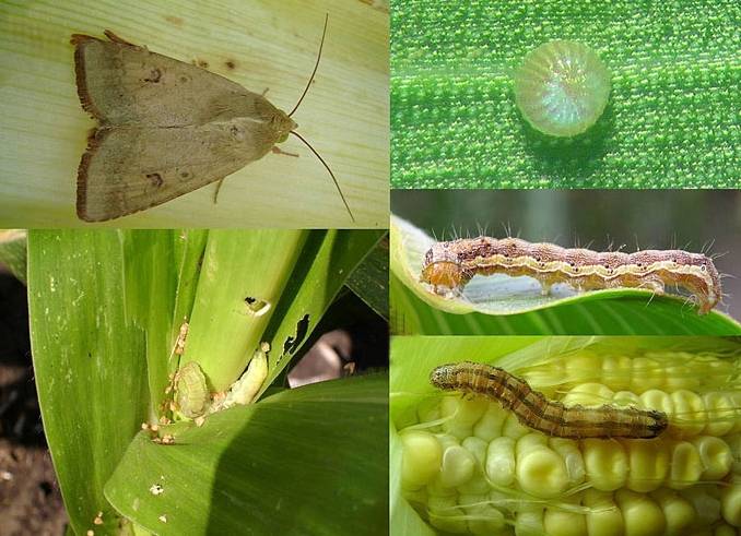 Кукурузный мотылек – гусеницы атакуют сельскохозяйственные поля
