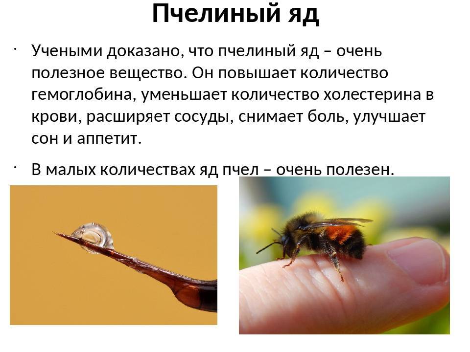 ✅ как выглядит жало пчелы - питомник46.рф