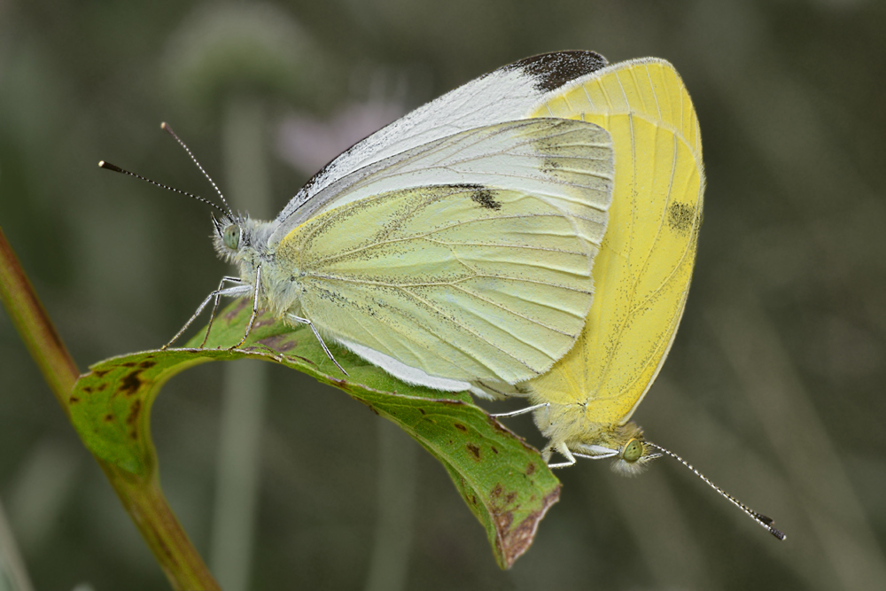 Бабочка бархатница (фото): дриада, воловий глаз, глазок цветочный,  краеглазка ахина