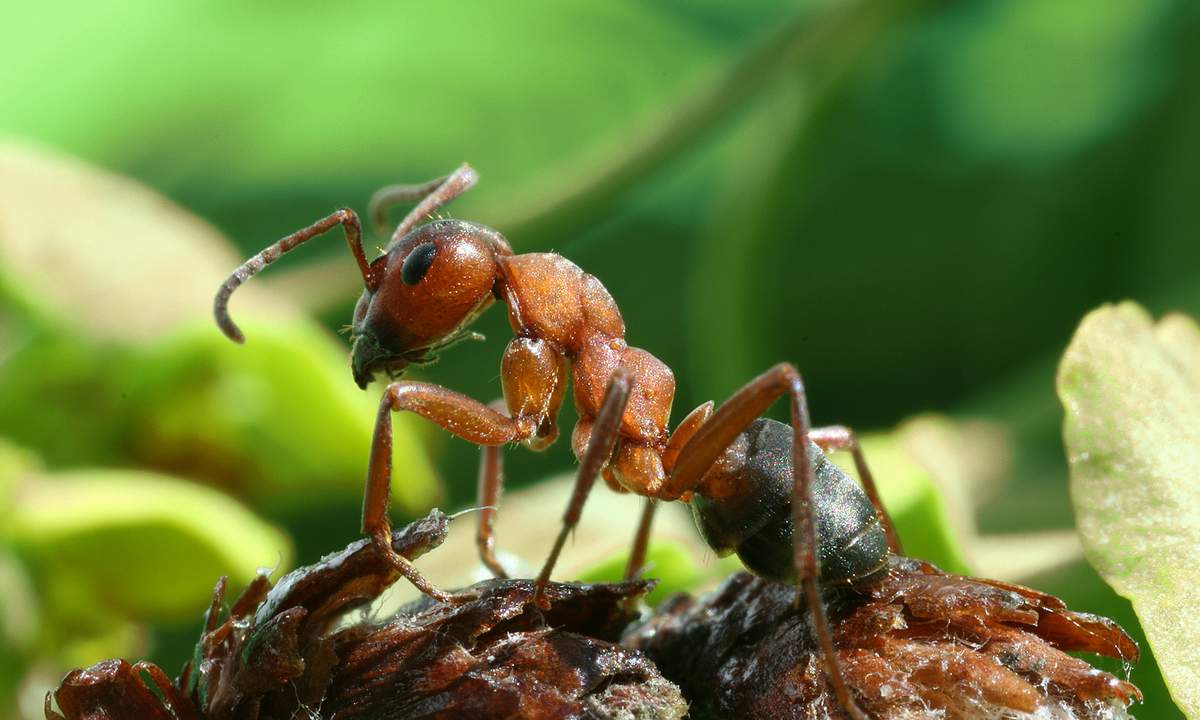 Садовые муравьи – польза и вред для сада и огорода