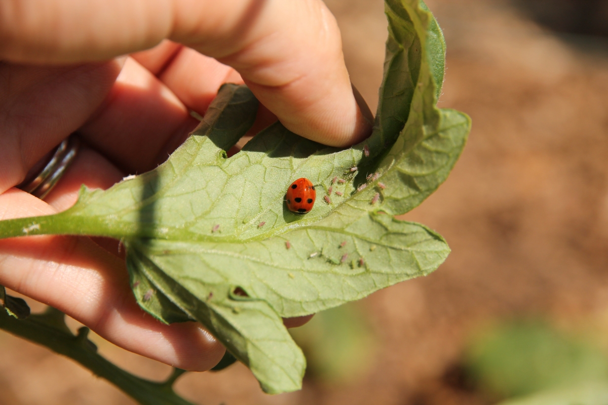 Вредная тля: как навсегда избавиться от насекомого на садовом участке?
