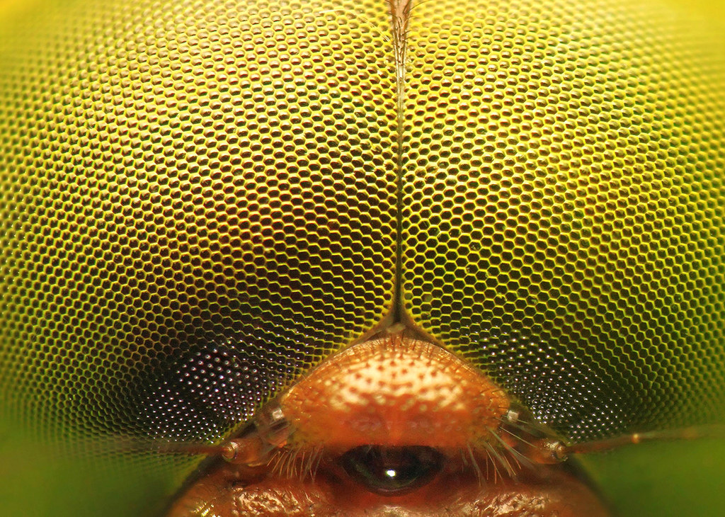Особенности зрения у пчел – как они видят мир?