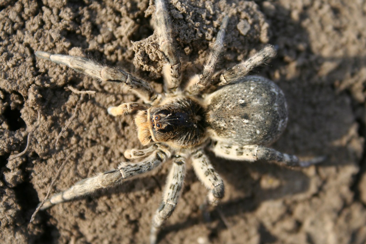 Паук тарантул — удивительно страшный и прекрасный