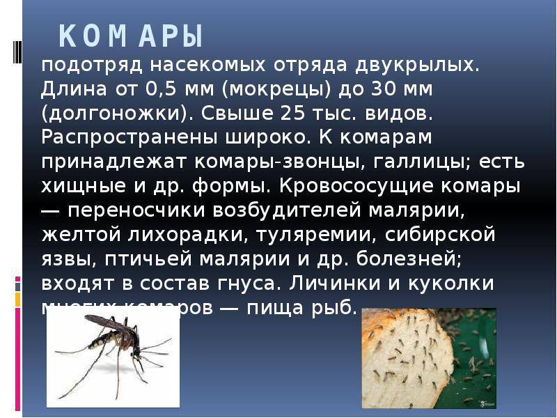 Зачем нужны комары: какая польза для природы, влияние комариных укусов