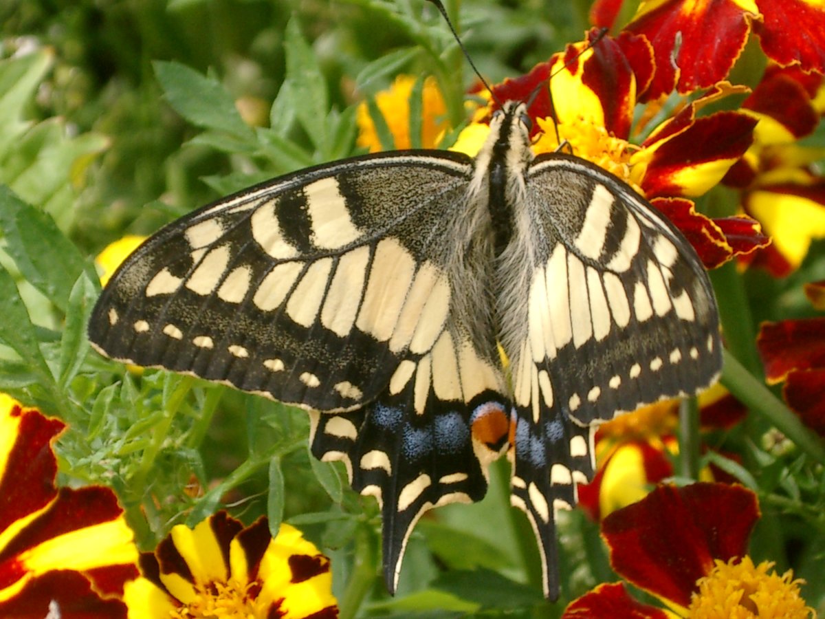 Бабочка махаон: разнообразие подвидов и особенности жизни парусника