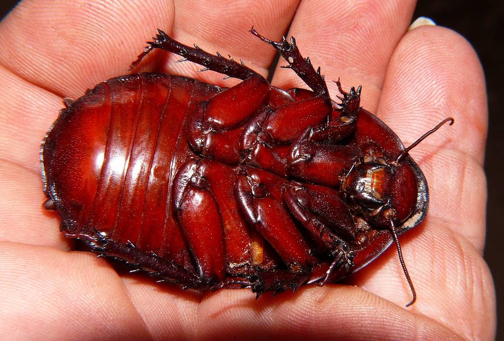 Американские тараканы: фото, описание, строение, жизненный цикл