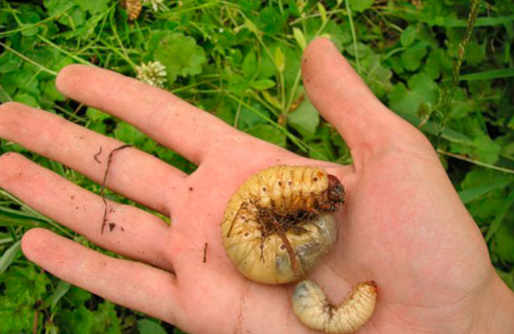 Майский жук - среда обитания и стадии развития. чем питается майский жук и как избавиться от личинок