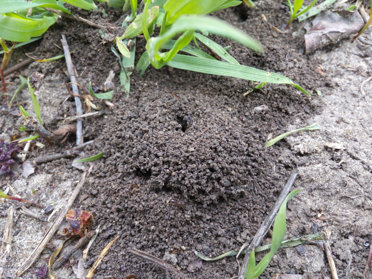 Чем вывести муравьев с огорода, дачи или сада, используя народные средства