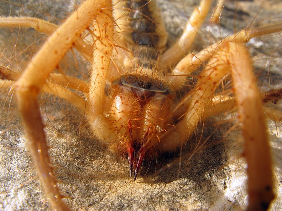 Фаланга. паукообразный монстр (13 фото + 5 видео)