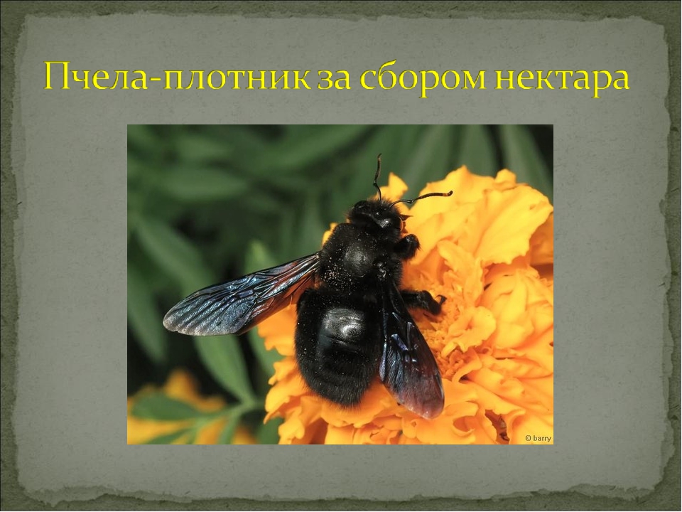 Пчела плотник. образ жизни и среда обитания пчелы-плотника