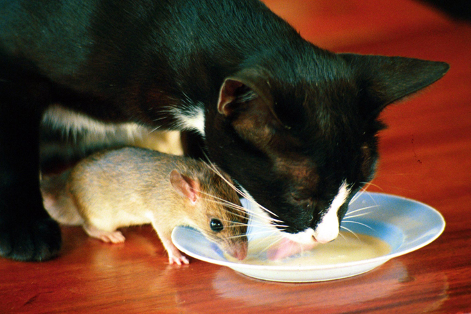 Какая порода кошек лучше всех ловит мышей и крыс