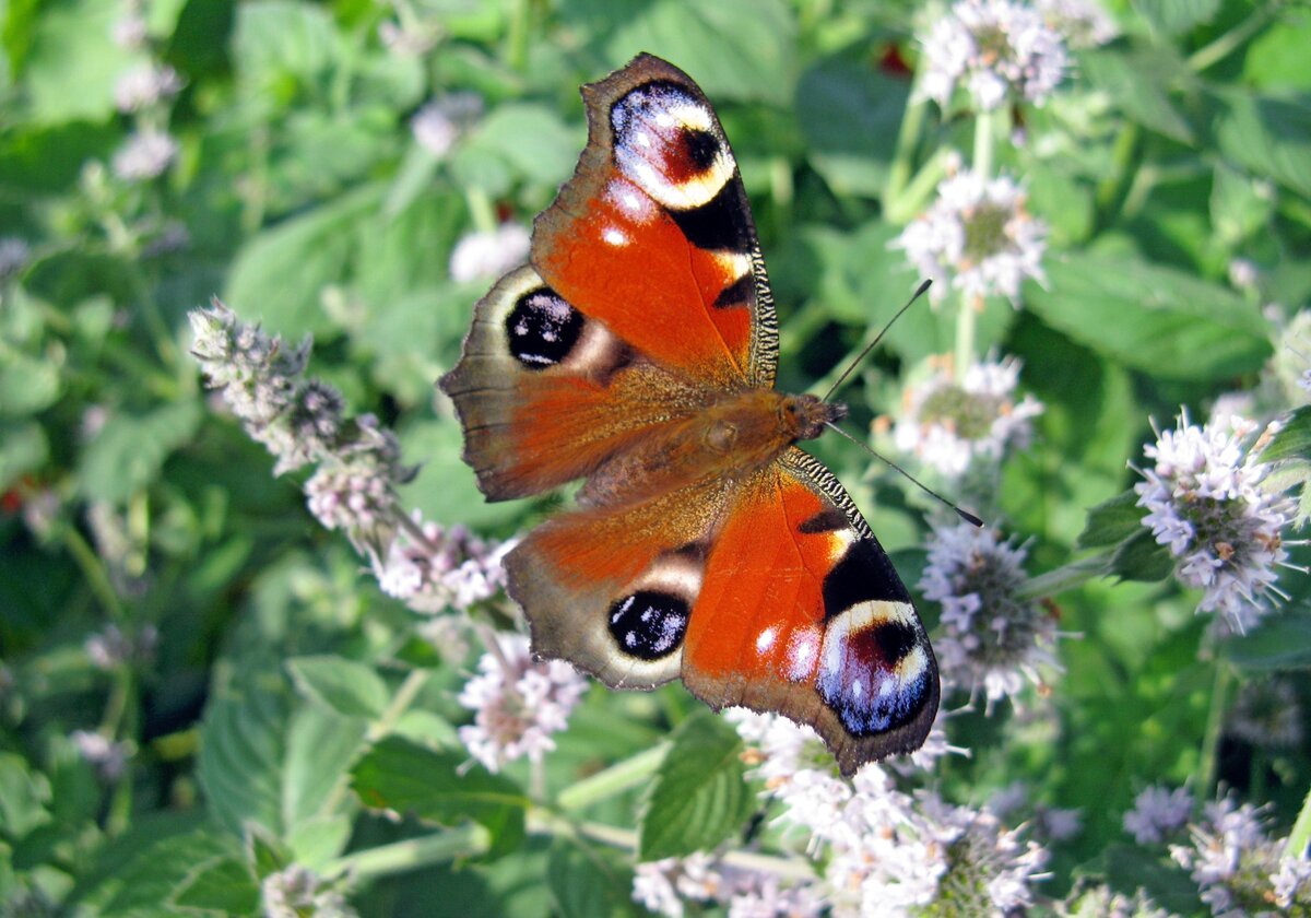 Бабочка павлиний глаз - описание, среда обитания, виды