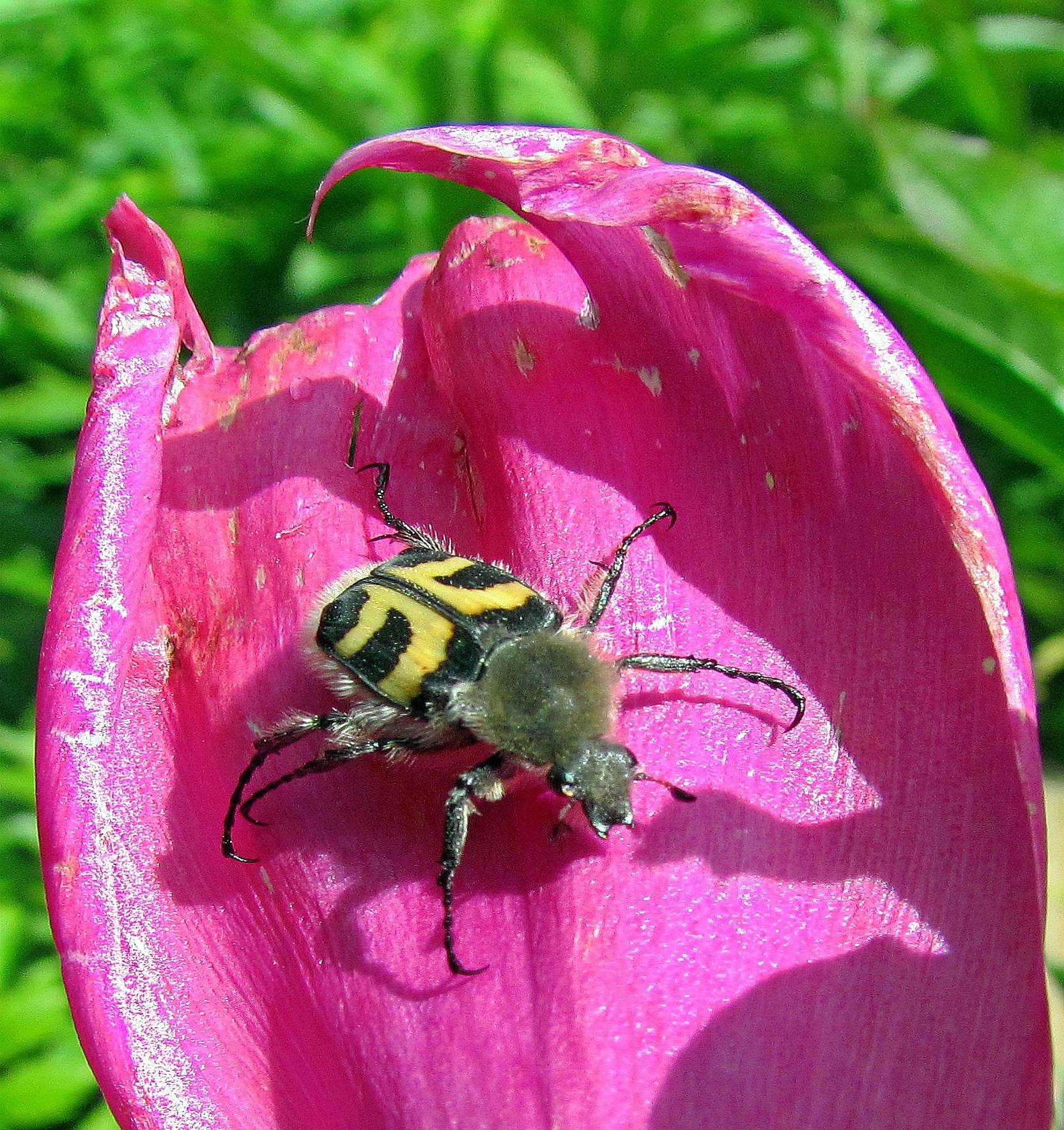 Восковик перевязанный: образ жизни и развитие летнего жука