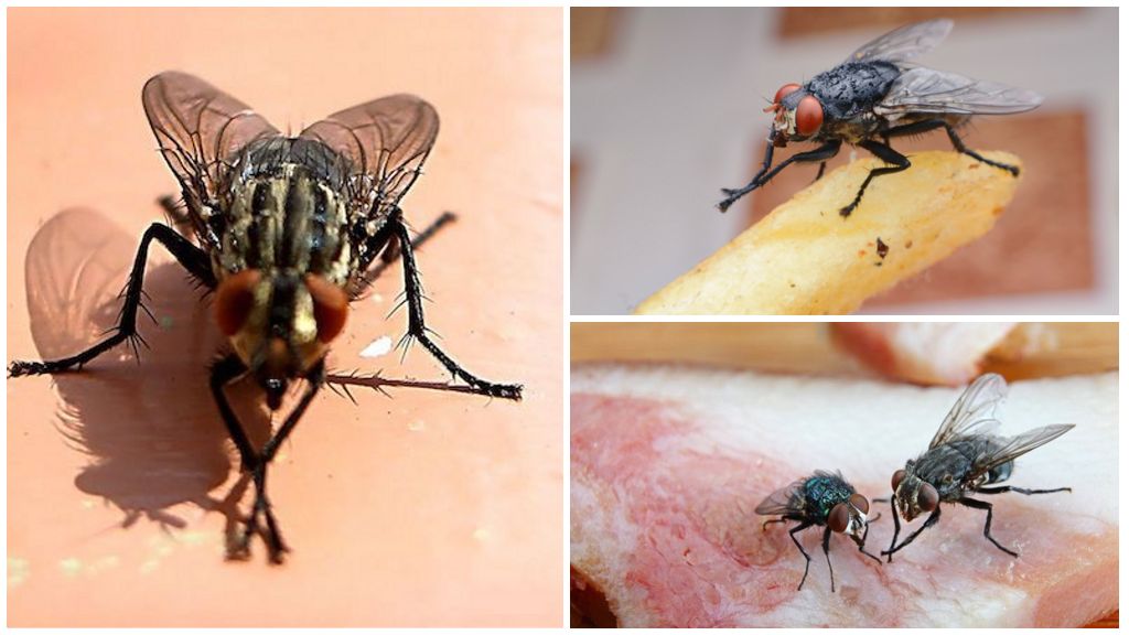 Почему мухи лапки моют. для чего мухи потирают лапками? среднее время прочтения: | интересные факты